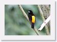 LaPaz - 012 * Black-cowled Oriole * Black-cowled Oriole